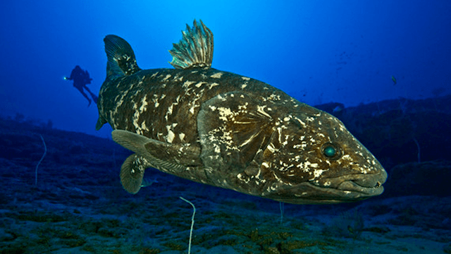 celacanto, espécie de peixe tida como extinta