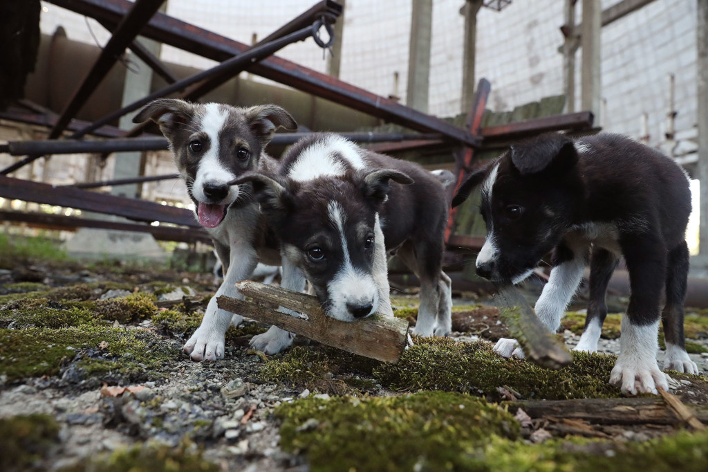 Filhotes de cachorros vivendo na zona de exclusão de Chernobyl